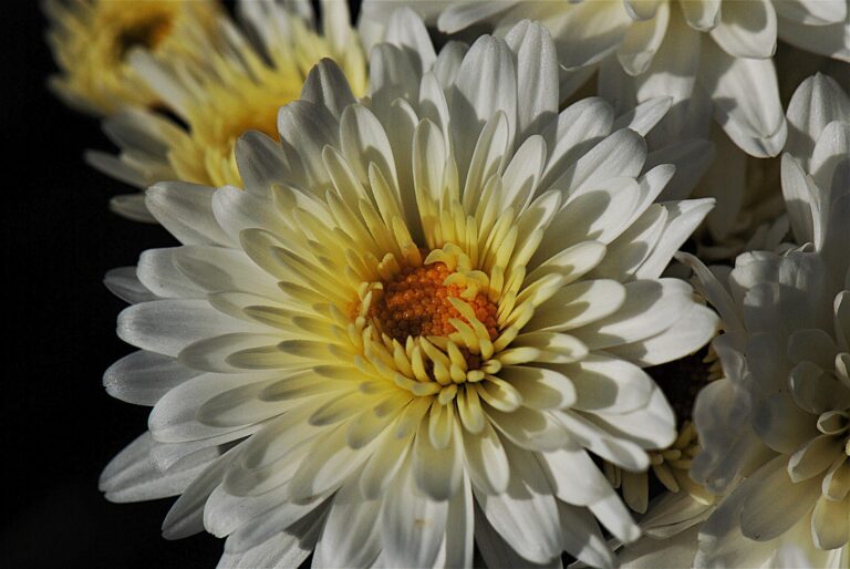 Chrysanthemums